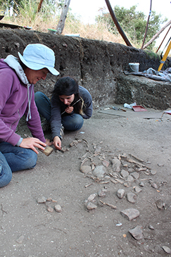Archaeology in Portuguese vineyard